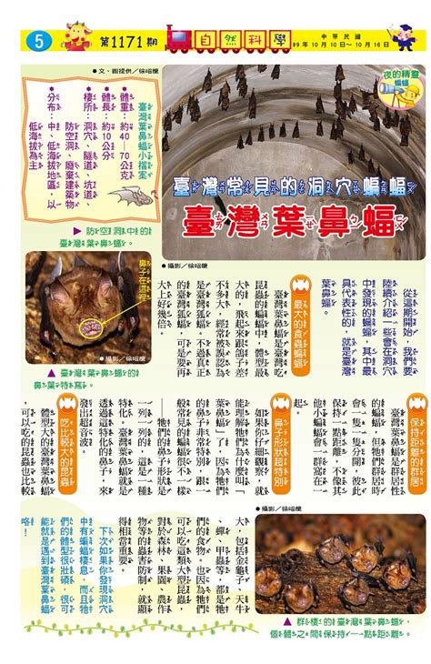 蝙蝠飛進家裡怎麼辦|蝙蝠資訊站 Bats information about Taiwan